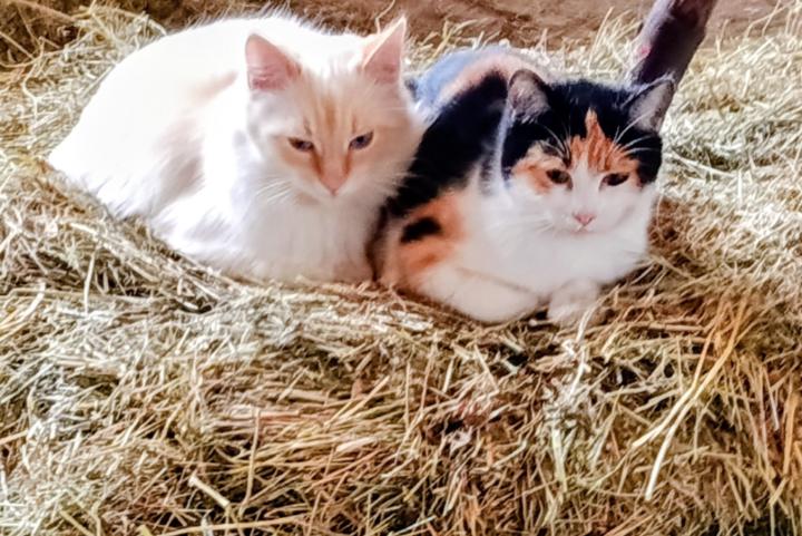 Miriam Almirantearena legaz