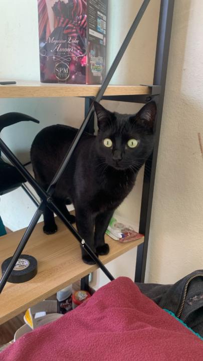 Oscar Saucedo Góngora