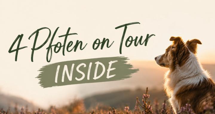 4Pfoten on Tour – Inside
