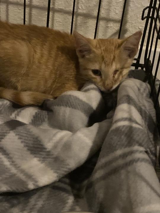 Kitten 