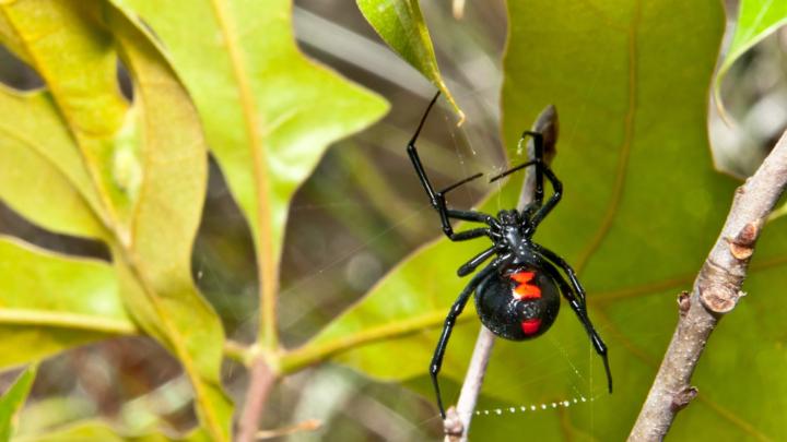 Black widow Boundries 