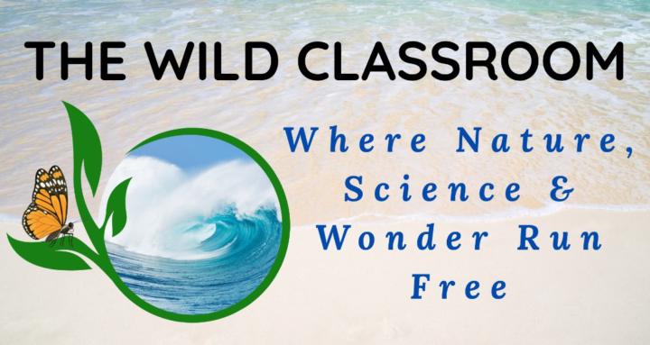 The Wild Classroom