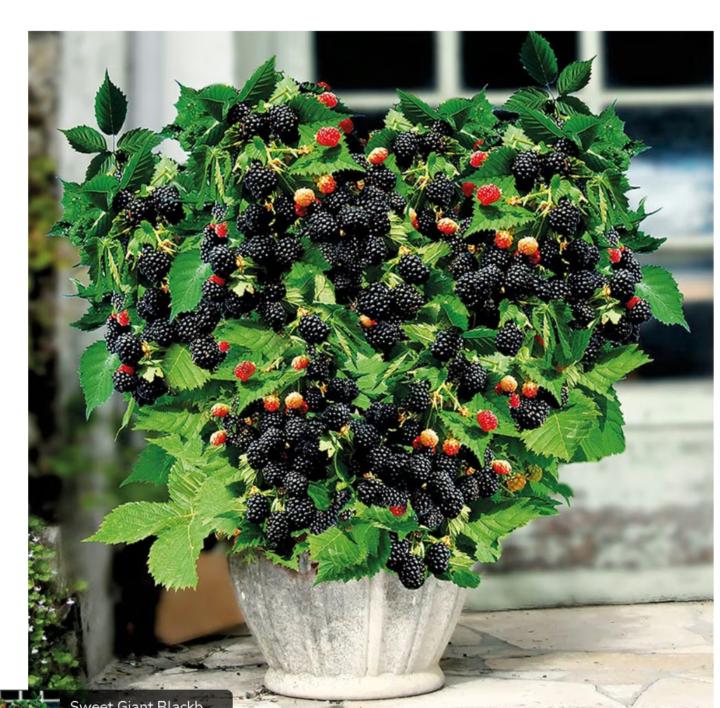 Bellili Abderrahmmane