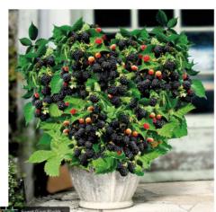 Bellili Abderrahmmane