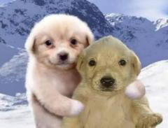 Fernando Jose Romero De la Cruz