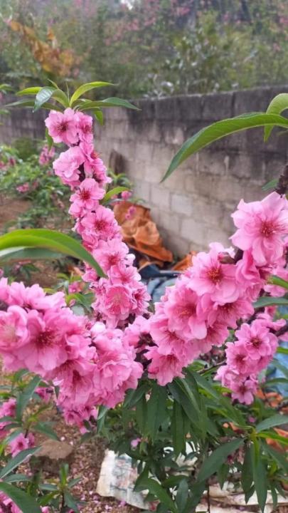 Lam Quynh anh