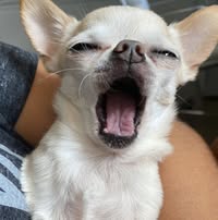 Juan Dan