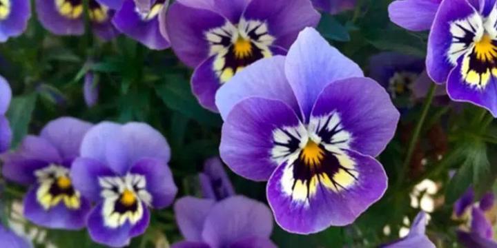 Maria Victoria Ortiz