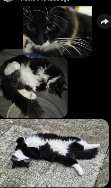 Tuxedo?