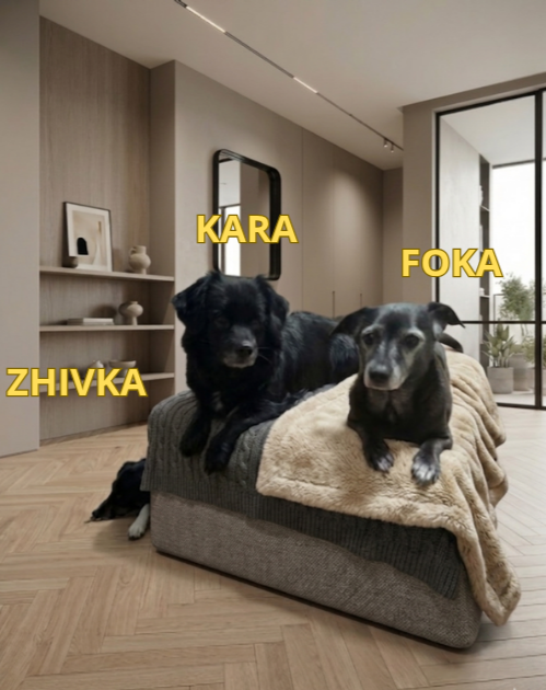 MY MORNING FITNESS CREW IS WAITING FOR BREAKFAST! 🐕🧘‍♂️🥩🏃‍♂️