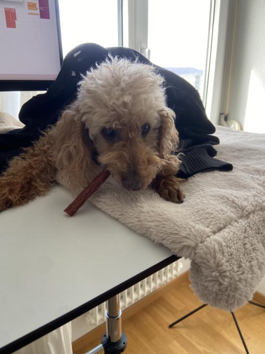 When you're trying to work but you look after a poodle 😂
