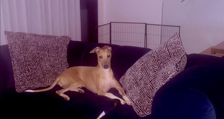 Everything Italian Greyhounds