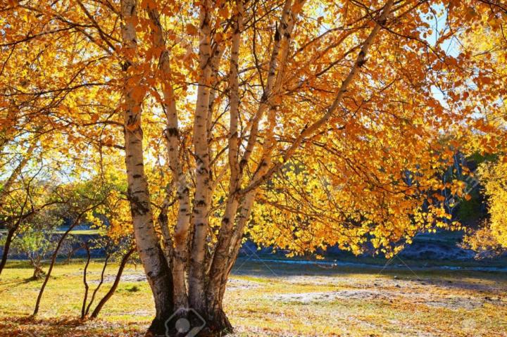 Alpine Birch