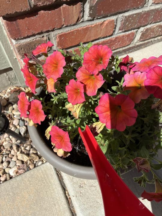 🌱 Quick Saturday poll…