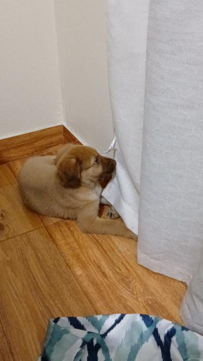 Alexander Leonel Ramos Feijoo