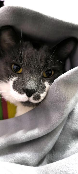 Slobodanka Dimitrijevic