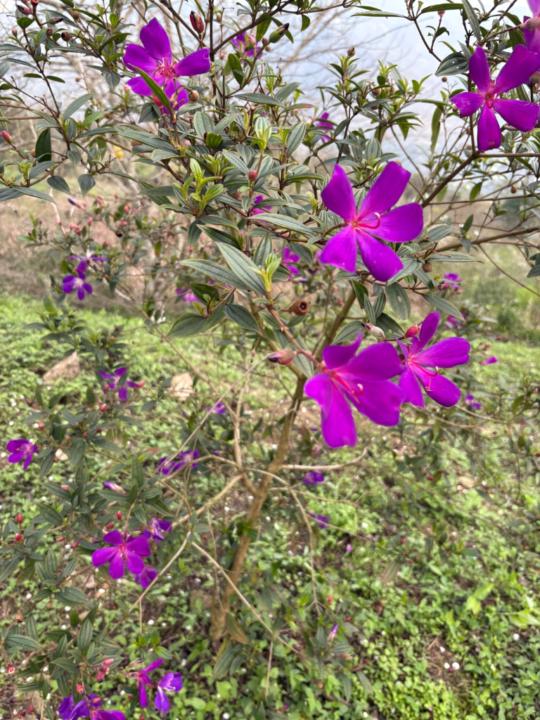 Dương Hiền