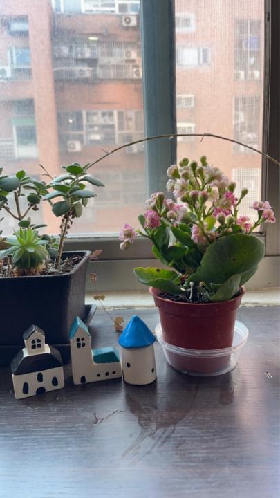 張 菊芬