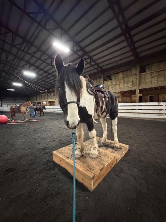 Amanda Sprynczynatyk