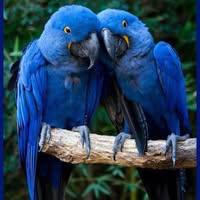 Arjang Pirmorady-Esfahani