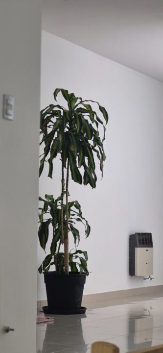 Ringo Fontana campos