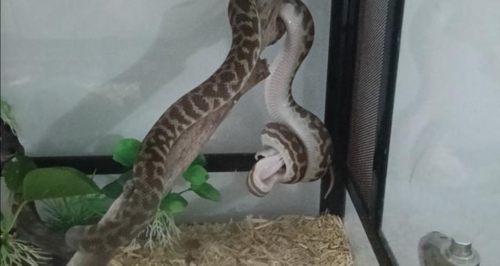 Snake life 🐍