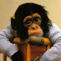 Monkeybizz Monkeybizz