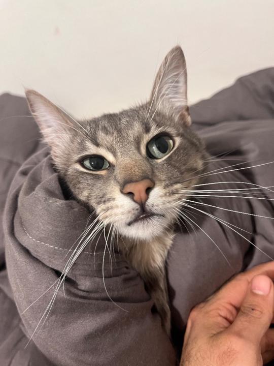 Diego andres Ojeda garrido