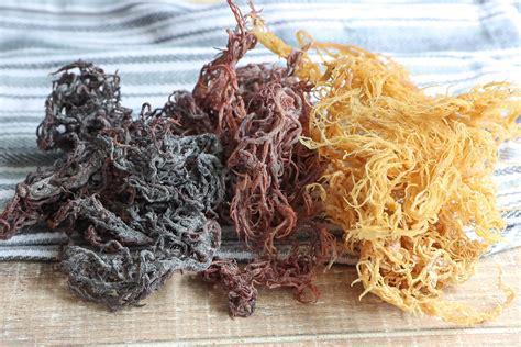 🌊 Sea Moss: The Mineral-Rich Boost Your Body Loves