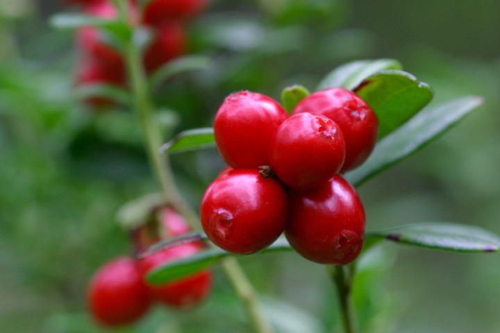 🍒 Lingonberries: The Nordic Berries That Defend and Delight