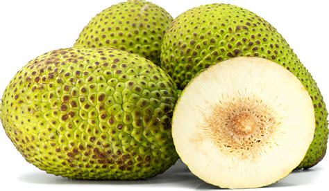 🌴 “Breadfruit: The Caribbean Powerhouse That Never Leaves You Hungry” 🔥