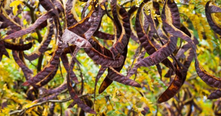 🌾 Wattleseed: The Nutty, Roasty Superfood of the Outback