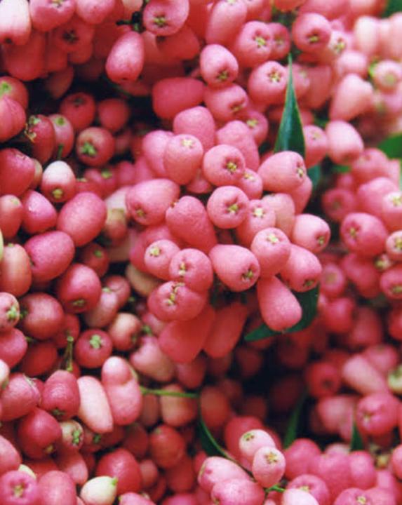 💗 Riberry: The Sweet‑Spicy Superberry of the Rainforest