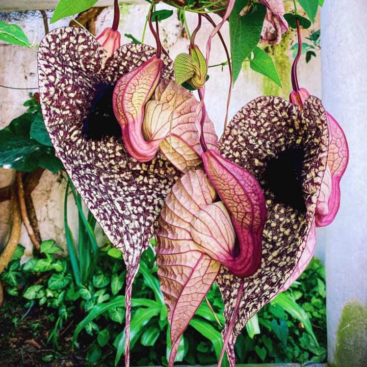   🪷 Duck Flower: The Detox People Call “A Whole Experience”
