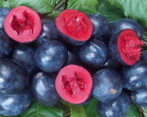 🌺 Davidson Plum: Australia’s Bold, Beautiful Bushfood Treasure