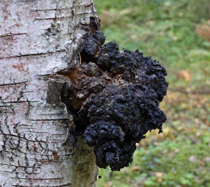 🍄 Chaga: The Forest Healer That Fuels Resilience