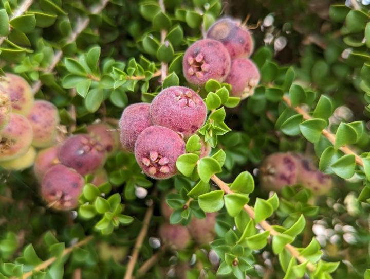 🫐 Muntries: The Tiny Bush Berries With Big Antioxidant Power