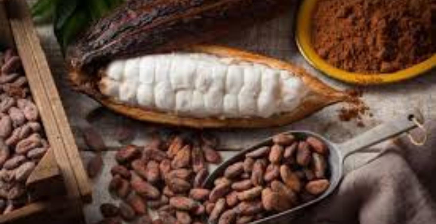 Kakao - Altes Wissen & neues Superfood