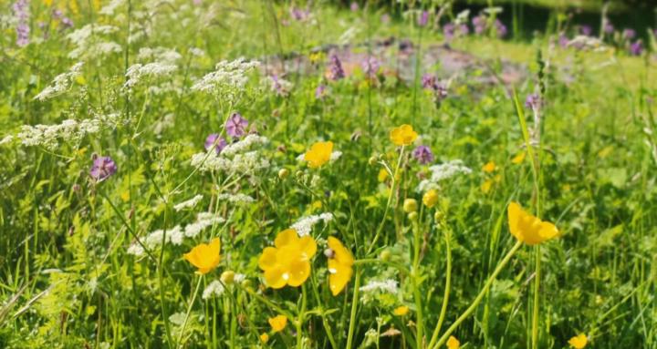 Kräuterakademie Lisa Green 🌿