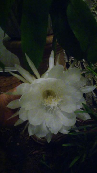 Rosita Campane