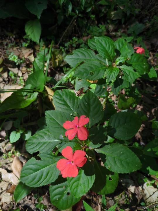 Lady Natasha May Robson