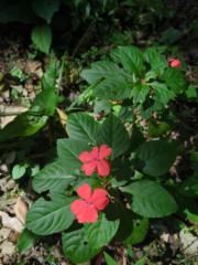 Lady Natasha May Robson