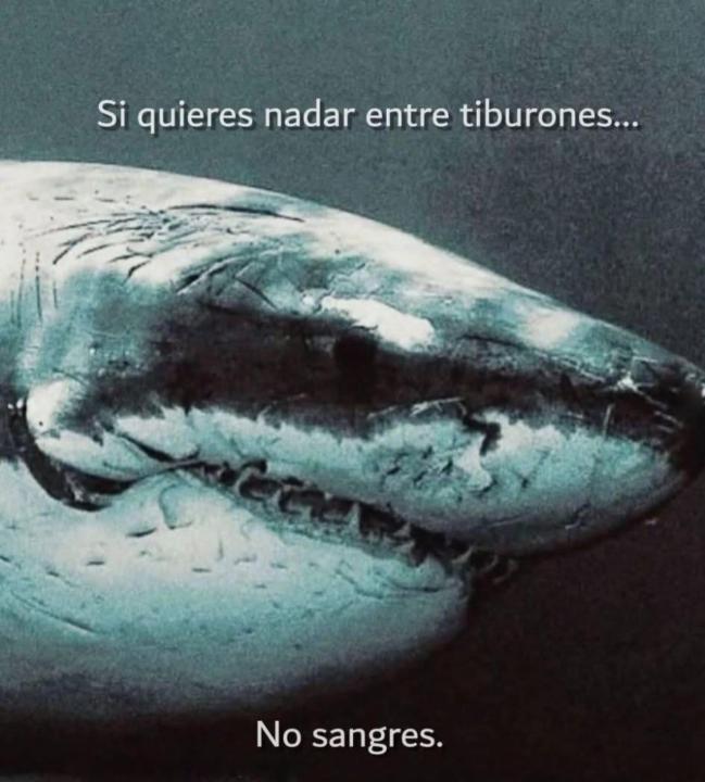 The Shark of Wall Street