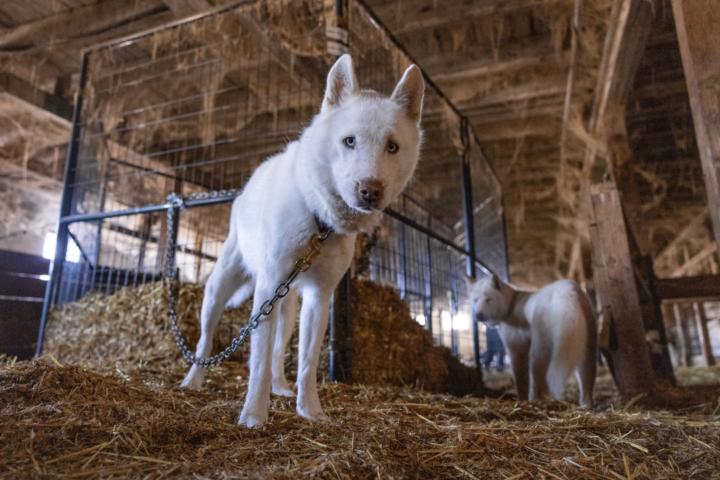 Emergency Rescue: Dozens of Huskies Saved From Abuse and Neglect