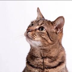 House Of Purrs