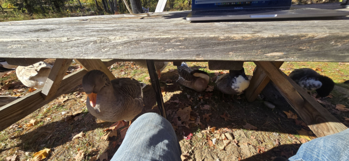 Struggling Hillbilly Entrepreneur