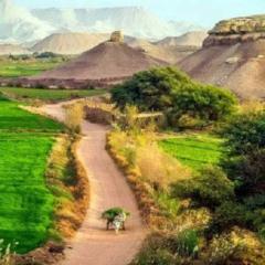 محمود شاذلي