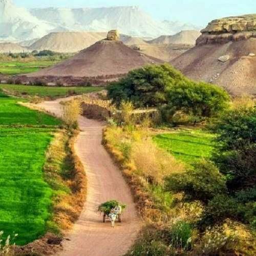 محمود شاذلي