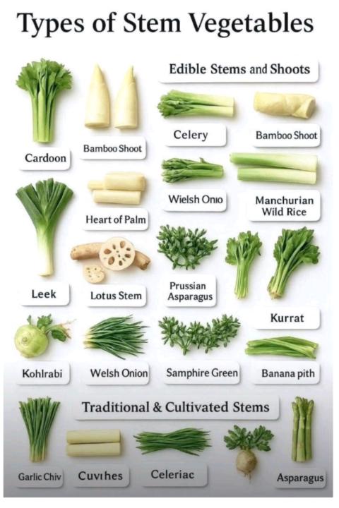 Where Does this Stem From?