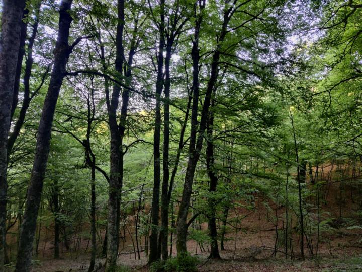 Lorena Prieto Calera